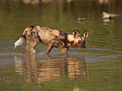African wild dog in Botswana.