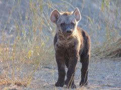 Spotted hyena cub in Khwai.