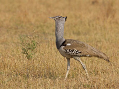 Kori bustard in Chobi National Park.