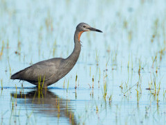 Slaty egret in Botswana