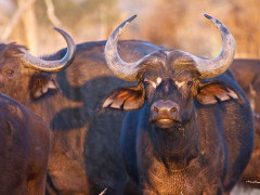 Cape buffalo in Moremi Game Reserve, Okavango Delta, Botswana.
