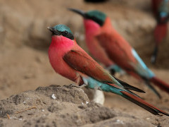Carmine bee-eater in Botswana