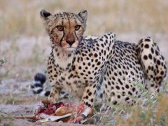 Cheetah in the Central Kalahari Game Reserve.