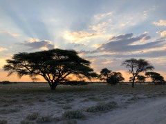 Scenic Sunset in the Central Kalahari Game Reserve
