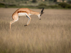 Springbok in Botswana.