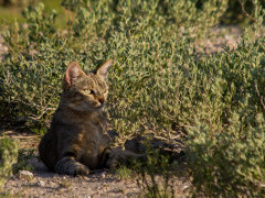 African wild cat near Tau Pan Camp in Botswana