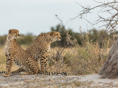 Cheetah pair near Tau Pan Camp in Botswana
