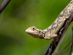 Ground agama near Tau Pan Camp in Botswana