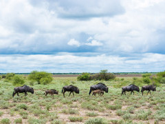 Wildebeest herd near Tau Pan Camp in Botswana