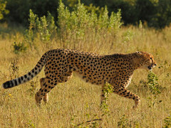 Cheetah in Botswana.