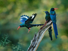 Green wood hoopoe in Moremi Game Reserve, Okavango Delta, Botswana