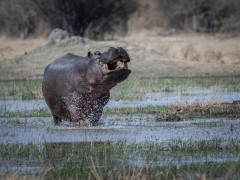Hippo in Moremi Game Reserve, Okavango Delta, Botswana.
