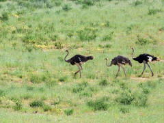 Common ostrich in Botswana during the green season