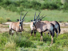 Gemsbok in Botswana during the green season