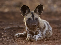 African wild dog in Botswana