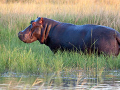 Hippo in Botswana during the green season