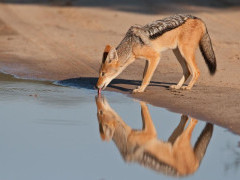 Black-backed jackal in Botswana