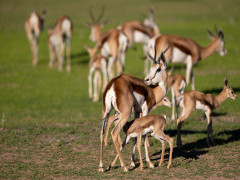 Springbok in Botswana during the green season