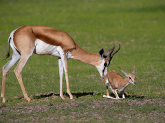 Springbok in Botswana during the green season