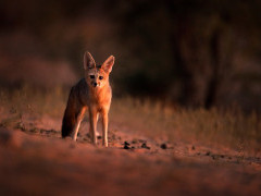 Cape fox in Botswana.