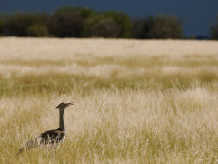 Kori bustard in Botswana.