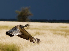 Kori bustard in Botswana.