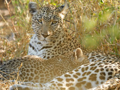 Leopard and cub in Botswana.