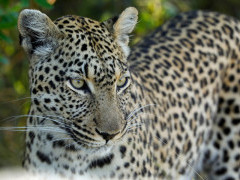 Leopard in Botswana.
