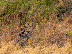 Leopard in Botswana.