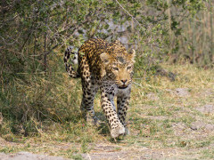 Leopard in Botswana.