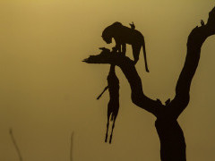 Leopard with impala kill in Savuti.