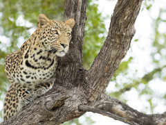 Leopard in Botswana