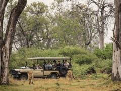 Safari vehicle and lion in Botswana