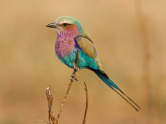 Lilac-breasted roller in Botswana.