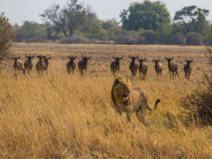 Male lion and wildebeest in Moremi Game Reserve.