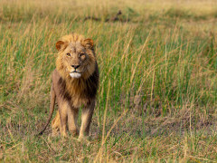 Lion in Botswana.