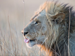 Lion in Moremi Game Reserve, Okavango Delta, Botswana