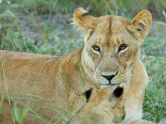 Lioness and cub in Botswana.