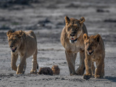 Lioness and cubs in Khwai.