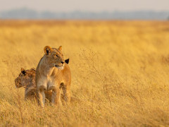 Lioness in Botswana.