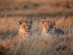 Lion in Botswana.