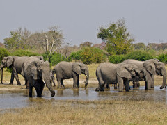 African elephants in Botswana.