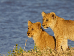 Lion cubs in Botswana.