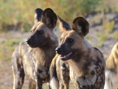 African wild dogs in Botswana.