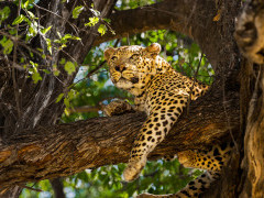 Leopard in the Okavango Delta