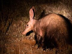 Aardvark in Botswana