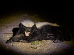 Honey badger in Botswana