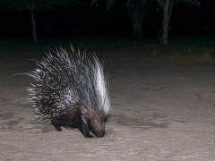 Porcupine in Botswana