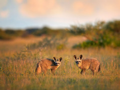 Bat-eared fox in Botswana.
