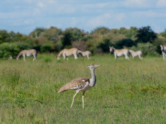 Kori bustard near Nxai Pan Camp in Botswana